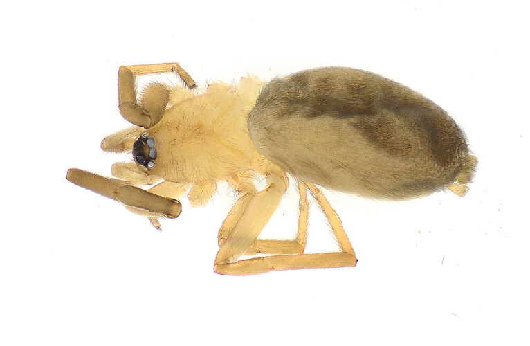 FP-14796