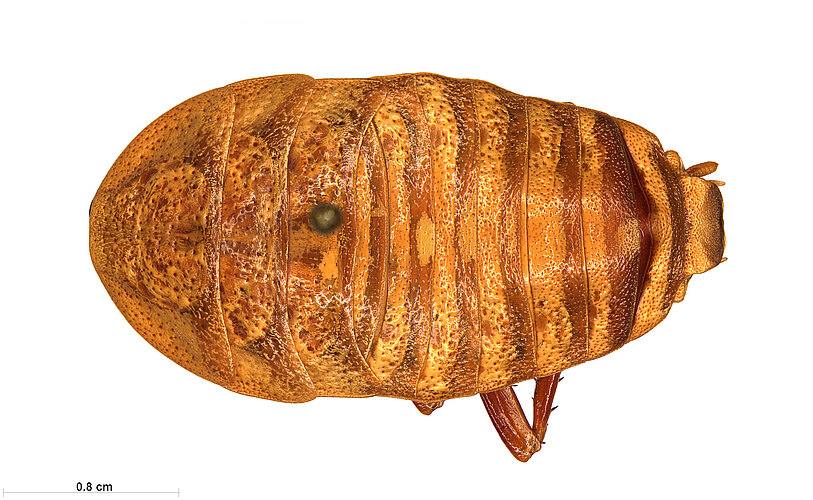 uniformis