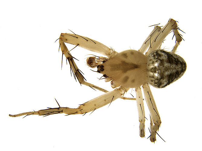 ginninderranus