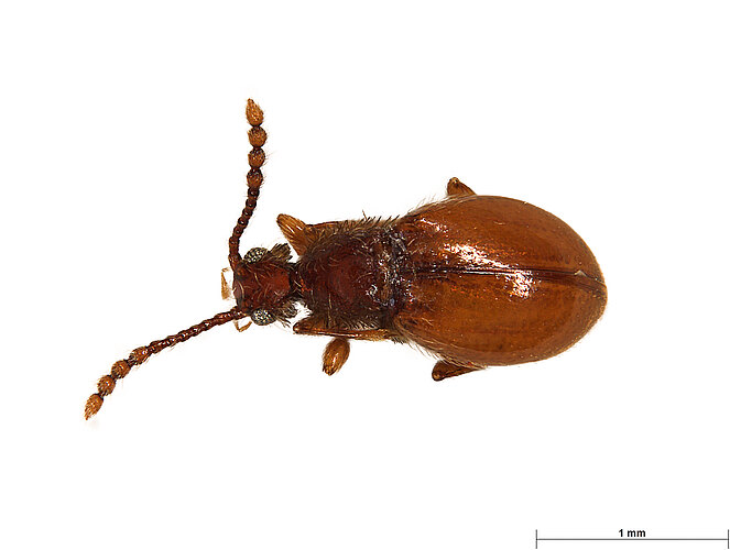 FP-1755 (BWI sp. 1)