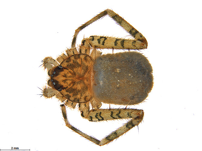 FP-14132
