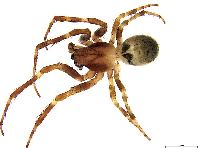 dimidiata