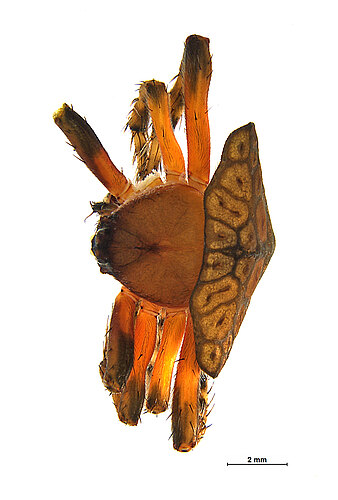FP-12261
