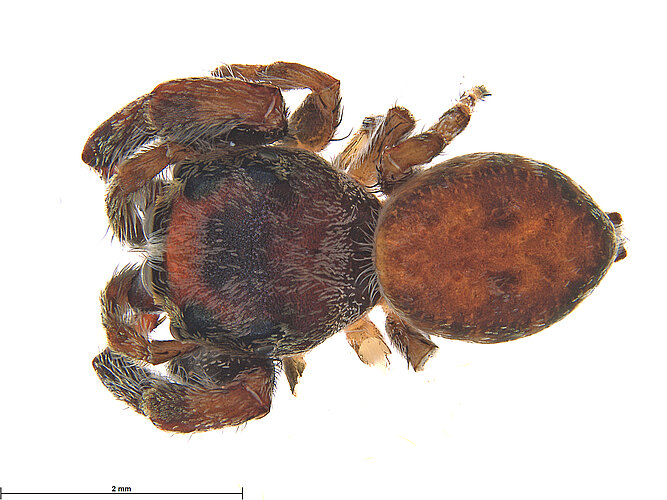 FP-13398