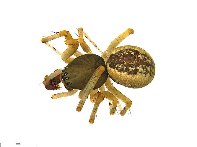 blattifera