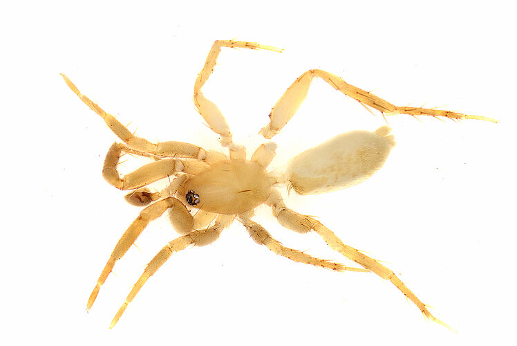 FP-14775