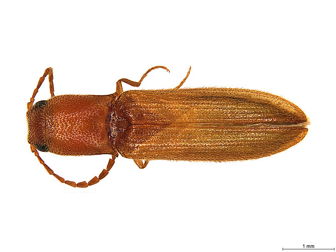 FP-1138 (BWI sp. 15)