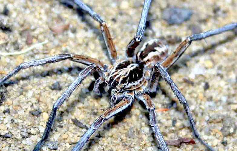 serrata