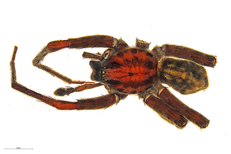 catograpta