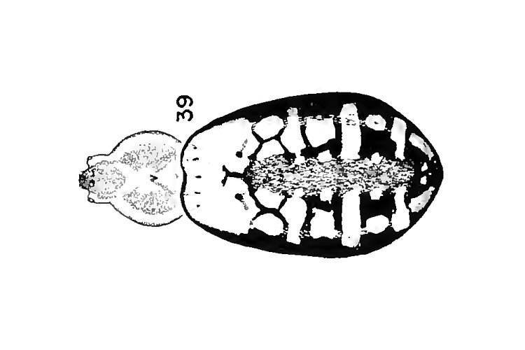 catenulata
