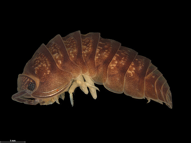 FP-13356