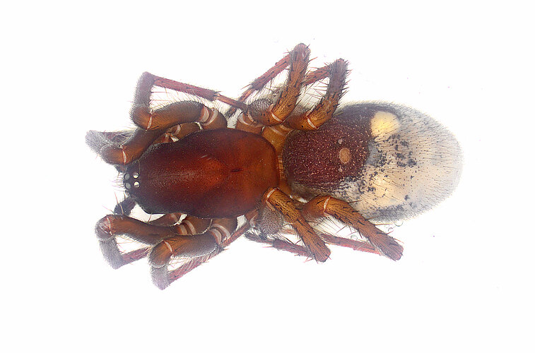 FP-14868