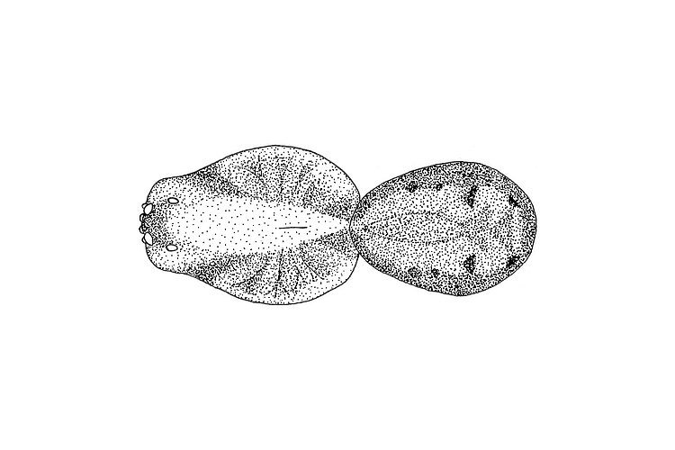archookoora