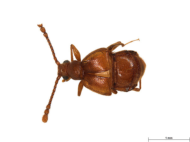 FP-12235 (BWI sp. 1)
