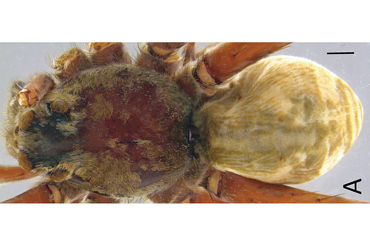 halophila