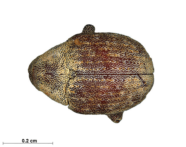 FP-13819