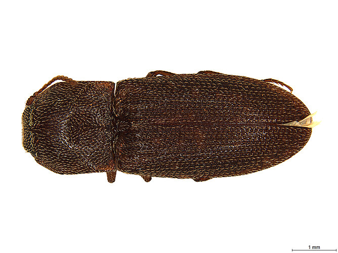 FP-1197 (BWI sp. 2)