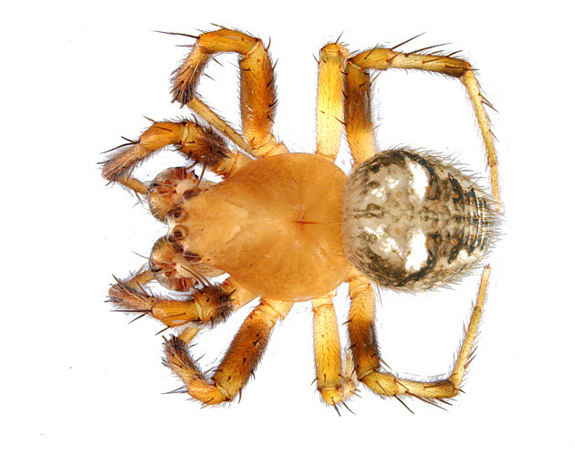 FP-11612
