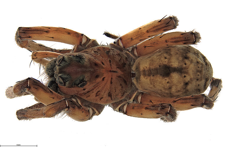 FP-13315