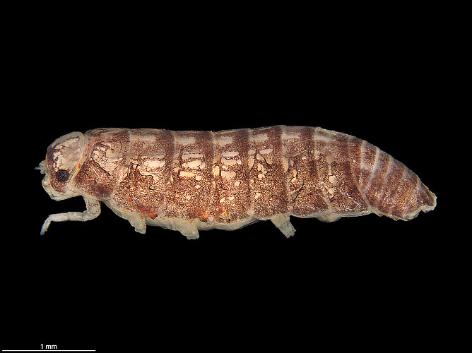 FP-12577