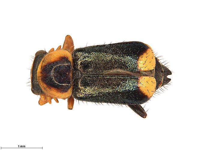 FP-12369 (BWI sp. 1)