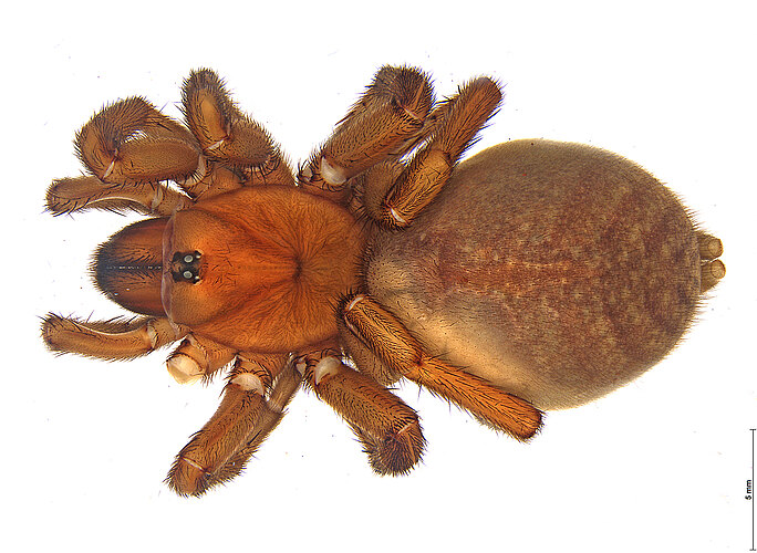FP-11283 (DNA02)
