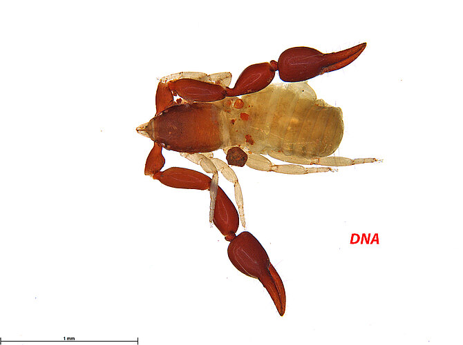 FP-12542