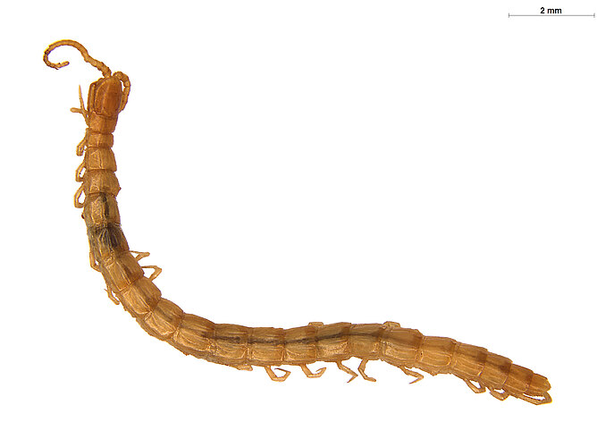 FP-13352