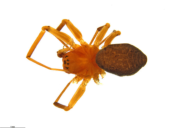 erythrocephalus