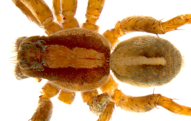 fleurae
