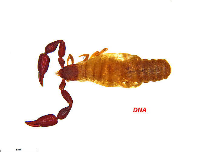 FP-12541