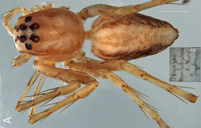 mundulus