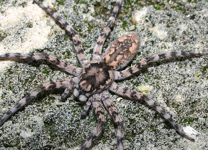 darwini