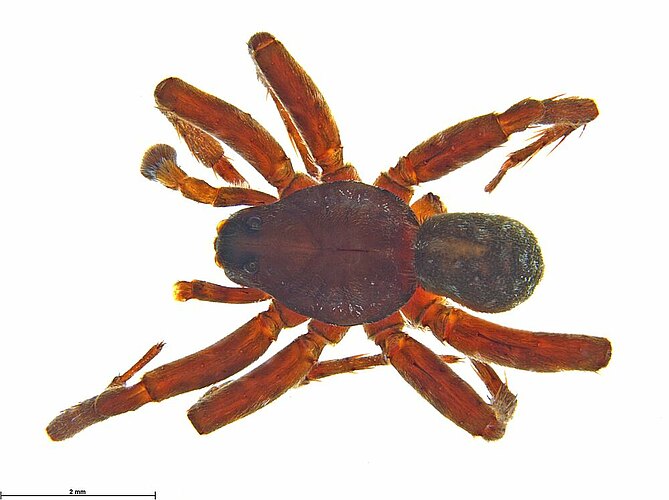 pileata