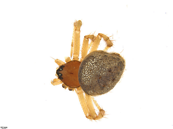 FP-11497