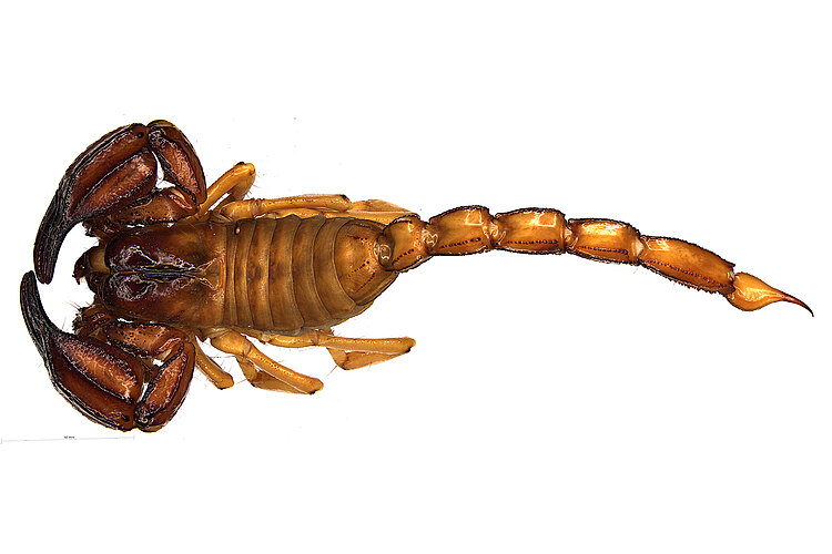 novaehollandiae