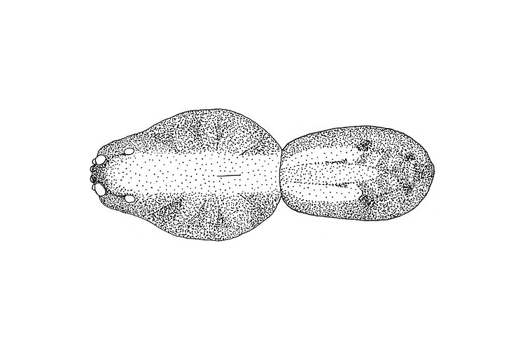 allopictiventris