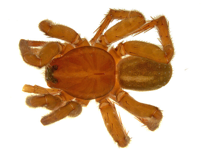 alboguttulata