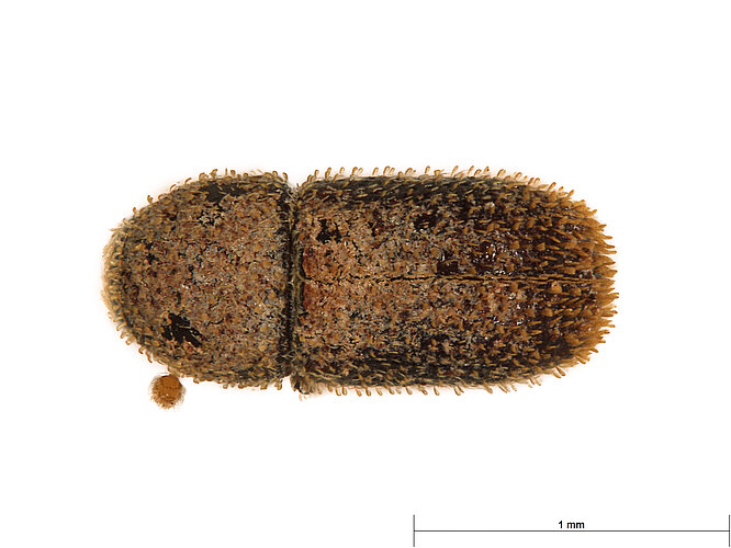 FP-13777