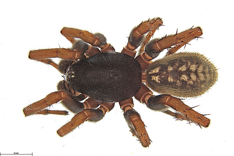 FP-13441