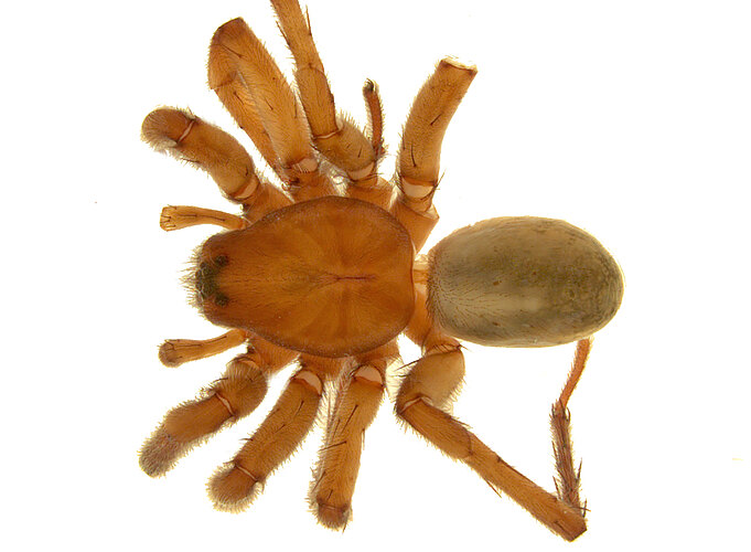 focarius