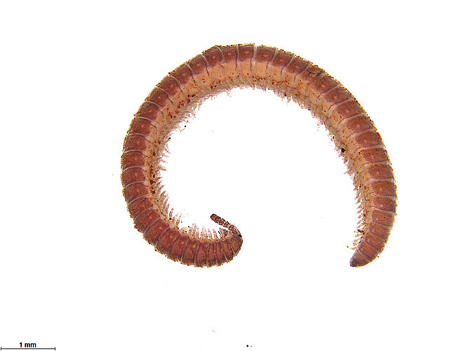 FP-11296