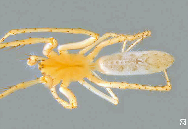 phthisica