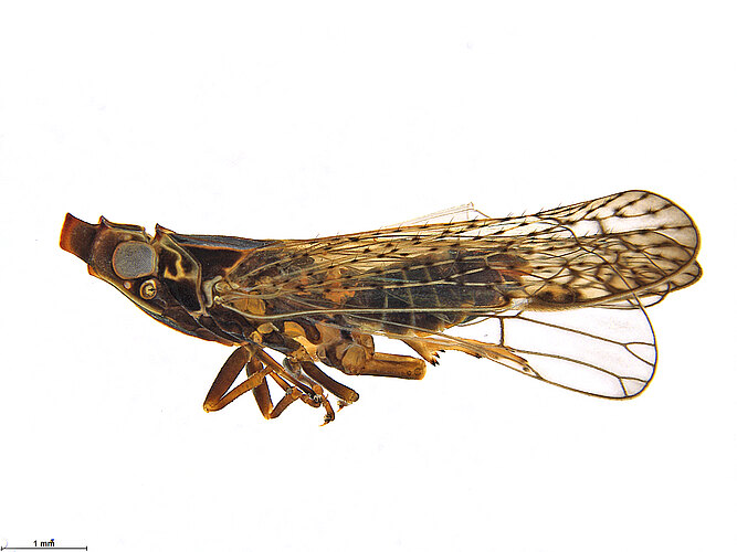unicornis