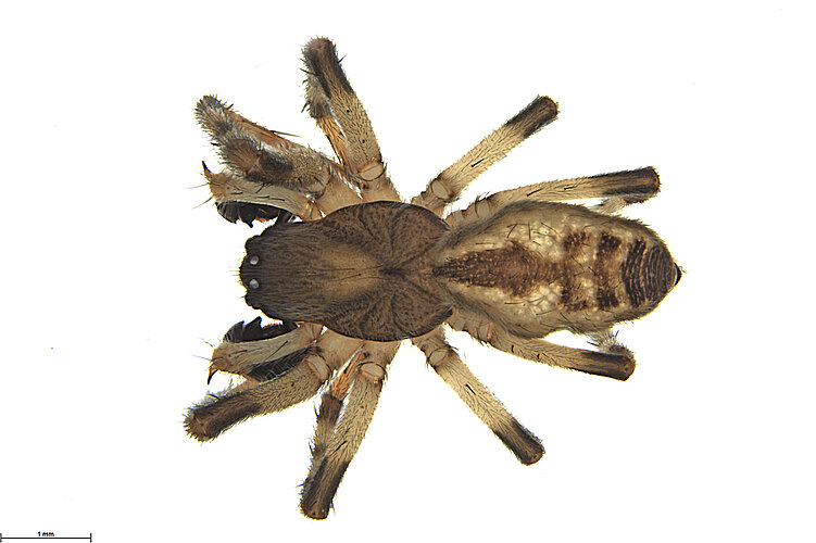 nigrinus