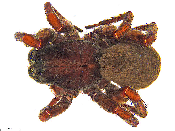 speciosa