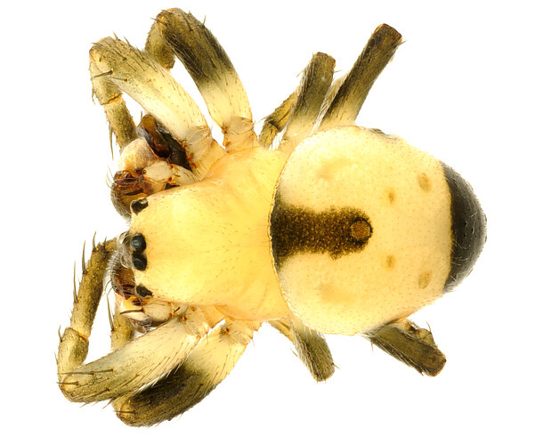 FP-11615