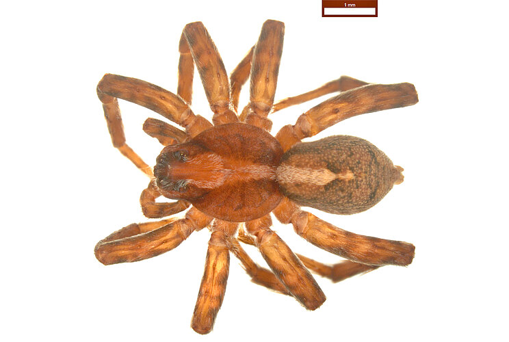 albopilata