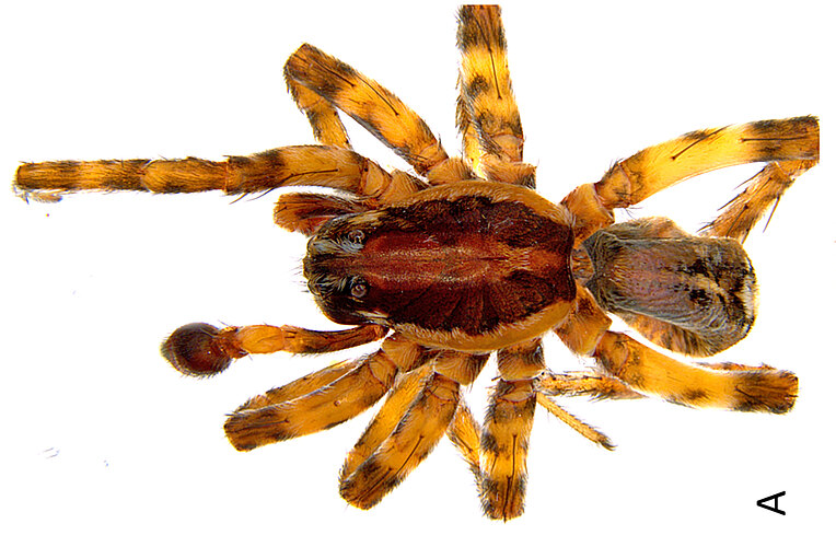 murphyi