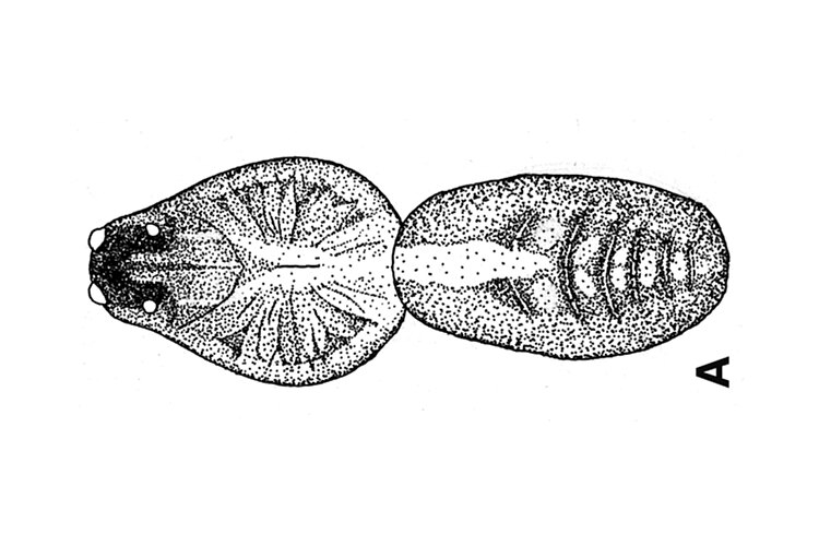 albopedipalpis
